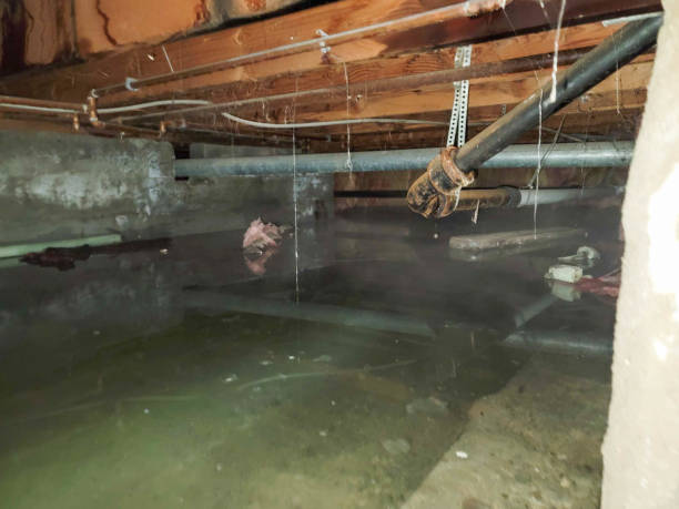 Best Mold removal after water damage  in Wilkshire Hills, OH